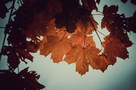nice autumn day int he fall. a fall day in Falkenberg Sweden. nice red leafの写真素材