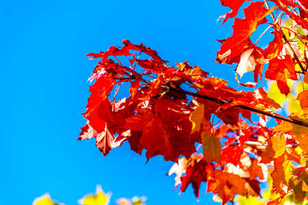 nice autumn day int he fall. a fall day in Falkenberg Sweden. nice red leafの写真素材