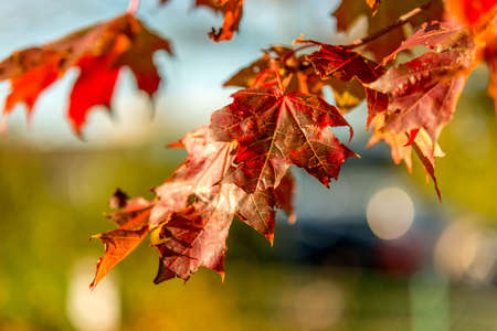 nice autumn day int he fall. a fall day in Falkenberg Sweden. nice red leaf