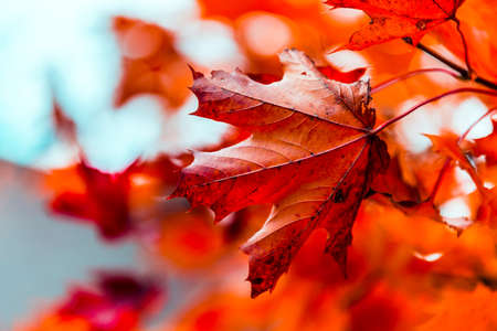 nice autumn day int he fall. a fall day in Falkenberg Sweden. nice red leafの写真素材