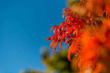 nice autumn day int he fall. a fall day in Falkenberg Sweden. nice red leafの写真素材