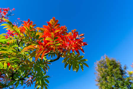 nice autumn day int he fall. a fall day in Falkenberg Sweden. nice red leafの写真素材