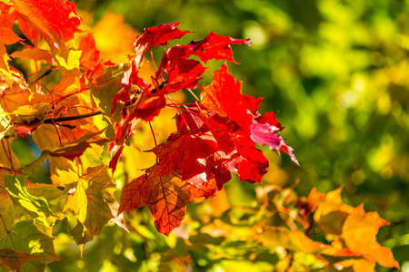 nice autumn day int he fall. a fall day in Falkenberg Sweden. nice red leafの写真素材