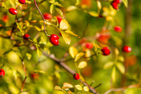 nice autumn day int he fall. a fall day in Falkenberg Sweden. nice red leafの写真素材