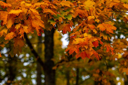 nice autumn day int he fall. a fall day in Falkenberg Sweden. nice red leafの写真素材