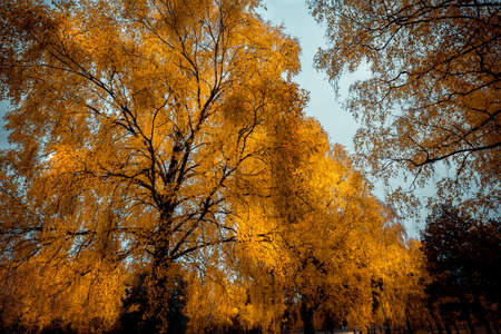 nice autumn day int he fall. a fall day in Falkenberg Sweden. nice red leafの写真素材