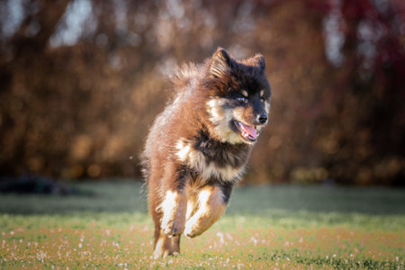 puppy running with ball and stick. the best thing a puppy knows is to run around and play. Man's best friend. a friend for life. a friend who is always happy and son is always on your side.の写真素材