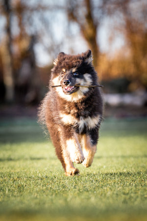 puppy running with ball and stick. the best thing a puppy knows is to run around and play. Man's best friend. a friend for life. a friend who is always happy and son is always on your side.の写真素材