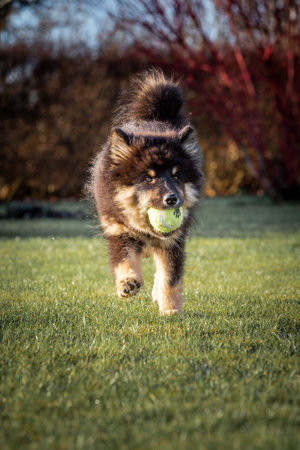 puppy running with ball and stick. the best thing a puppy knows is to run around and play. Man's best friend. a friend for life. a friend who is always happy and son is always on your side.の写真素材