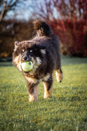 puppy running with ball and stick. the best thing a puppy knows is to run around and play. Man's best friend. a friend for life. a friend who is always happy and son is always on your side.の写真素材