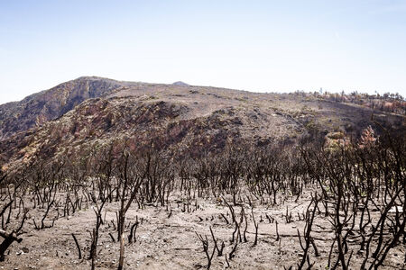 Charred remains of trees on a mountainside after a forest fire