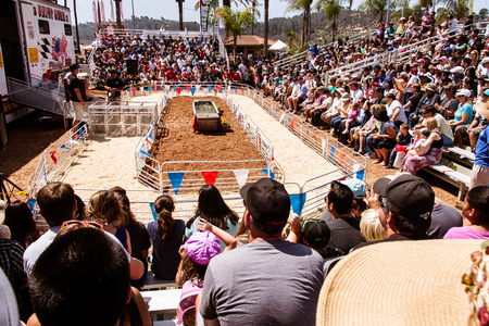 Pig race arena at the San Diego County Fair, June 16, 2014 - Del Mar, CA. Crowds in the stands at...