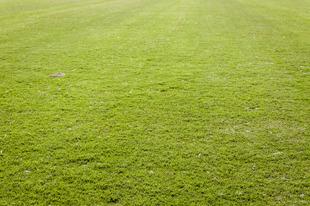 Green grass
