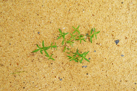 The grass on the sand as backgroundの写真素材