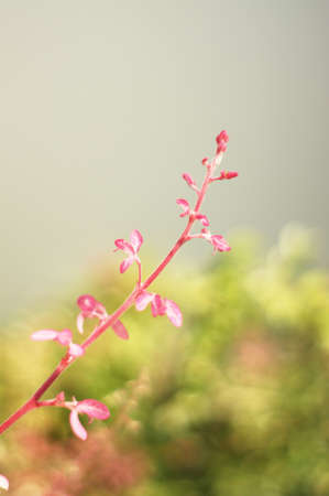 The treetop are budding pink leavesの写真素材