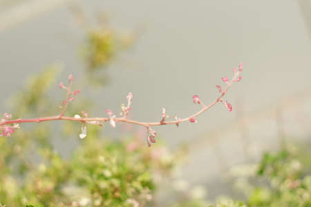 The treetop are budding pink leavesの写真素材