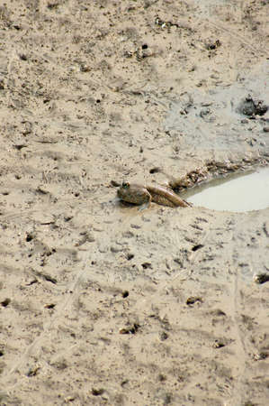 mudskipperの写真素材