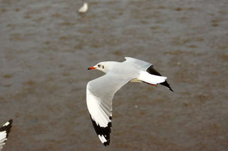 seagull