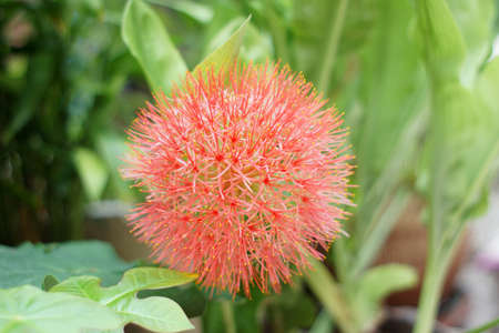 blood lily bulb - Haemanthus multiflorus  Tratt   Martynの写真素材