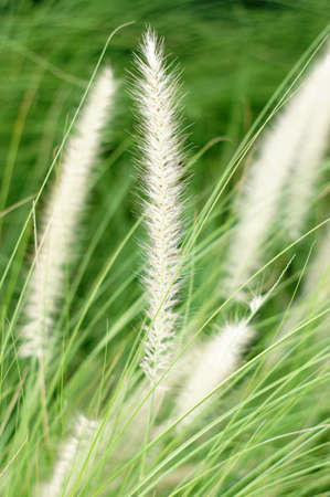 Grass closeup backgroundの写真素材