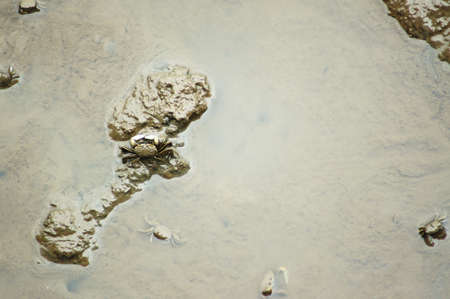 Mangrove crabs in mud for background