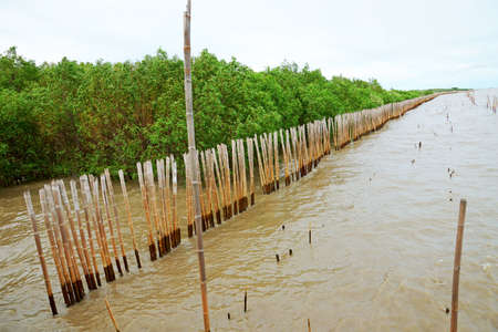 The bamboo fence to protect the mangrove forestの写真素材