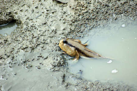 A mudskipper living in mud holeの写真素材