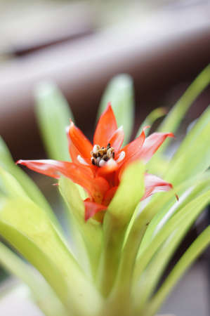 Ginger flowerの写真素材