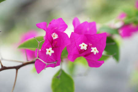 Bougainvillea glabra