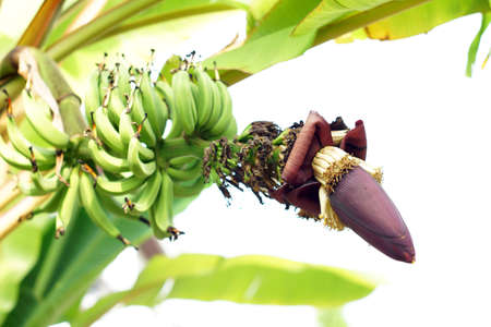 Banana Blossom on tree の写真素材