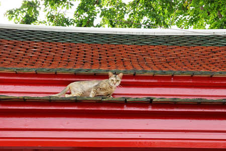 A vagabond cat live in the Buddhist templeの写真素材