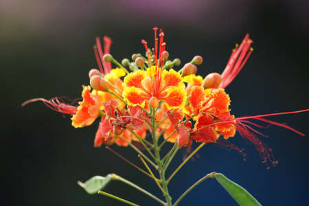 Barbados  Pride , peacock  Flower - Caesalpinia pulcherrima 