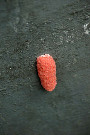 Eggs of  Golden applesnail or Channeled applesnail - Pomacea canaliculataの写真素材