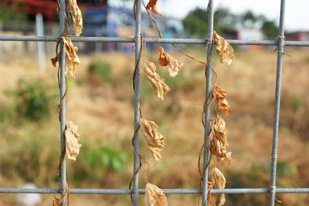 Metallic fence with dry leaves for background textureの写真素材