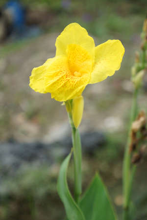 Indian shot flower or Canna flower - Canna spp  and hybridの写真素材