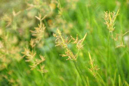 Grass flower in field for backgroundの写真素材