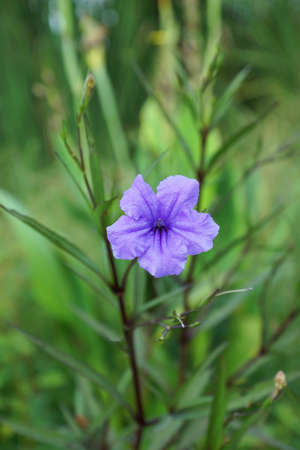 Minnieroot, Popping pod, Cracker plant  - Ruellia tuberosa L の写真素材