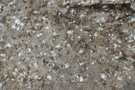 Bird droppings on the cement floorの写真素材