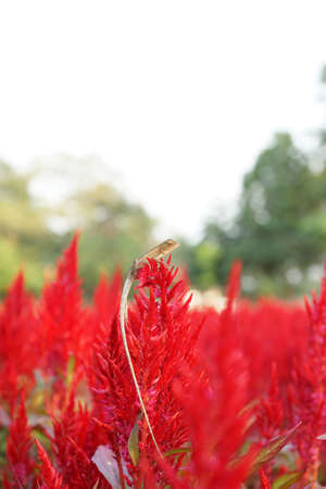 lizard on red flowerの写真素材