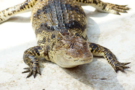Crocodileの写真素材