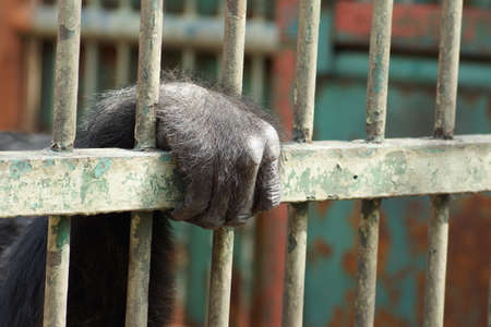 Hand of the apeの写真素材