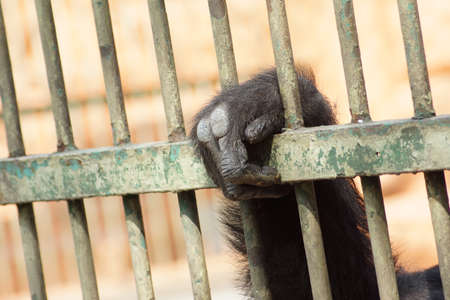 Hand of the apeの写真素材