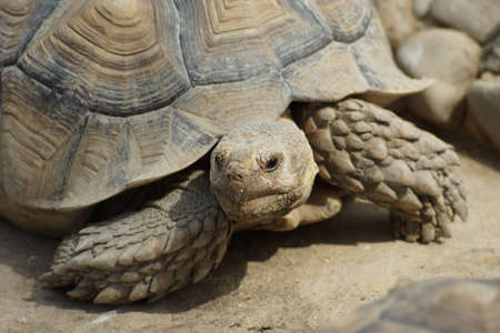 Sulcata Tortoiseの写真素材