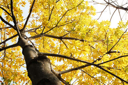autumn colored treesの写真素材