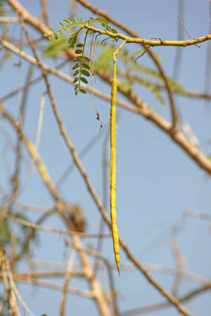 Agasta sheath on tree  Sesbania grandiflora の写真素材