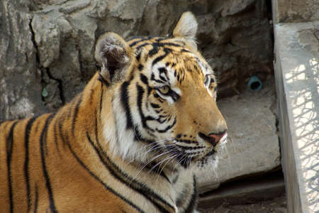 Bengal- or Asian tiger in zoo