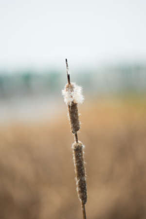 Dry grass flower の写真素材