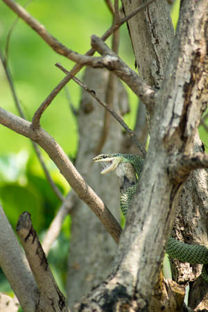 Golden Tree Snake - Chrysopelea ornata - hiding in the treesの写真素材