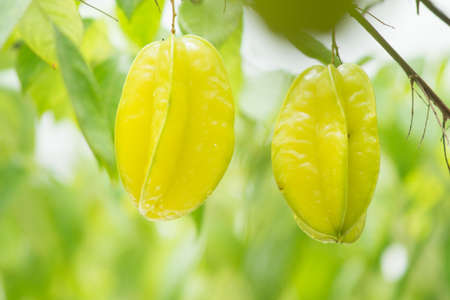 Star apple fruit , Star fruit or Carambola - Averrhoa carambola L.の写真素材