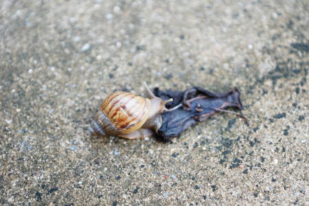 a snail eating rotten leaf